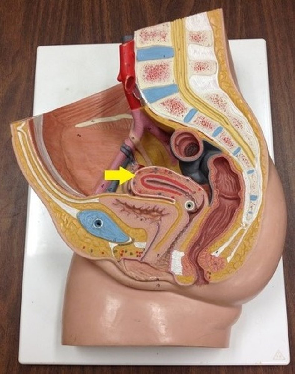 <p>Identify the region.</p>