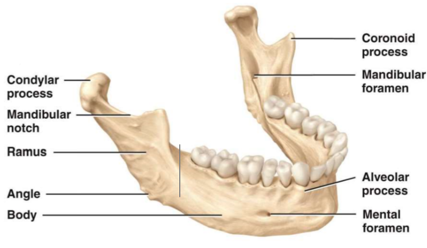 <ul><li><p>located on the mandible bone</p></li><li><p>articulates with mandibular fossa and articulate tubercle of temporal bone = temporomandibular joint</p></li></ul>