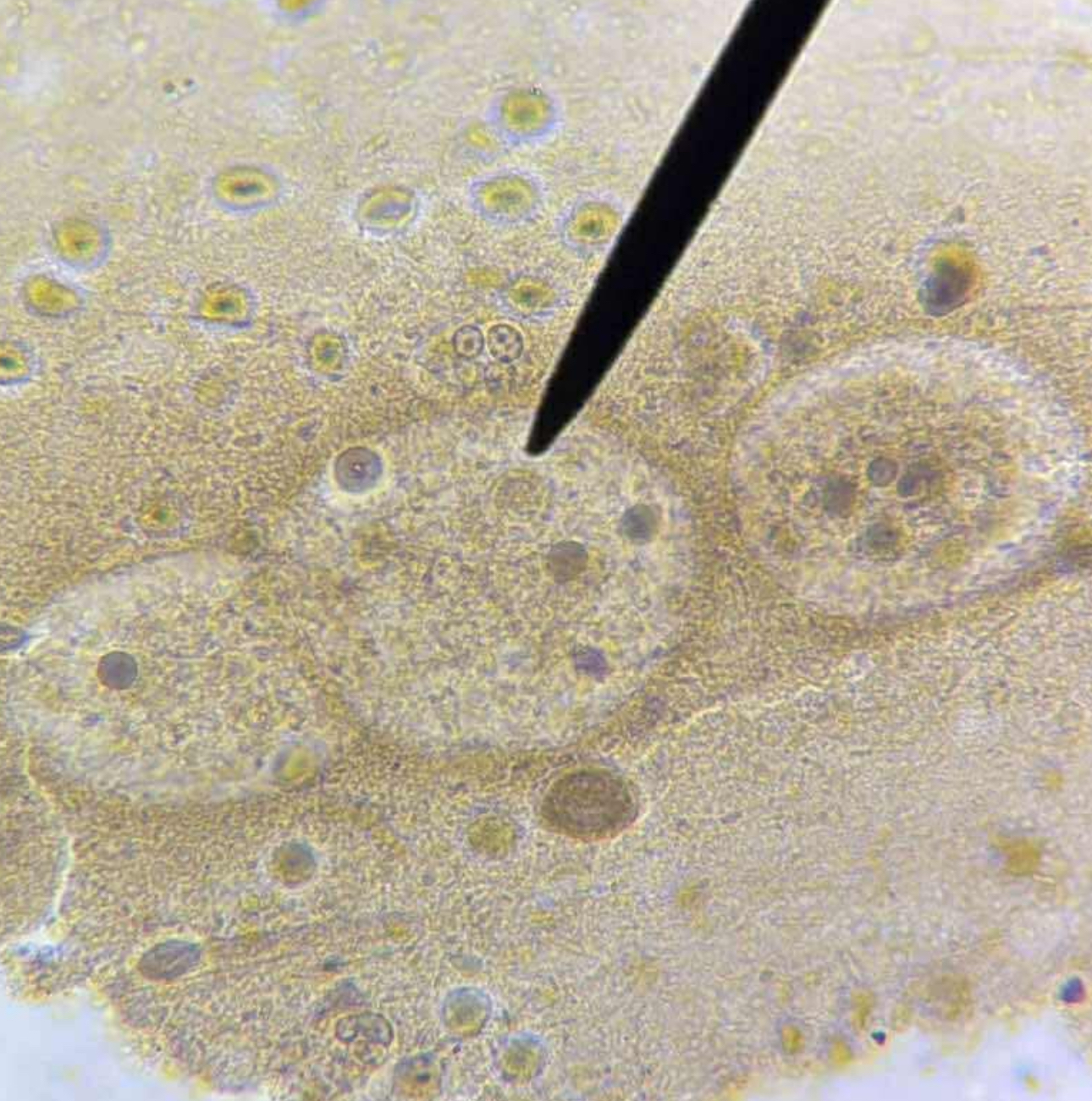 <p>A. stage/form</p><p>B. stain used</p><p>C. distinguishing characteristics</p>