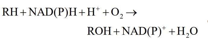 <ul><li><p>Electrons transferred to a heme group in cytochrome P-450</p></li><li><p>Electron donated to O<sub>2</sub>, one oxygen atom forms H<sub>2</sub>O and the other is added to the substrate as a hydroxyl group. </p></li><li><p>R is drug being hydroxylated</p></li></ul><p></p>