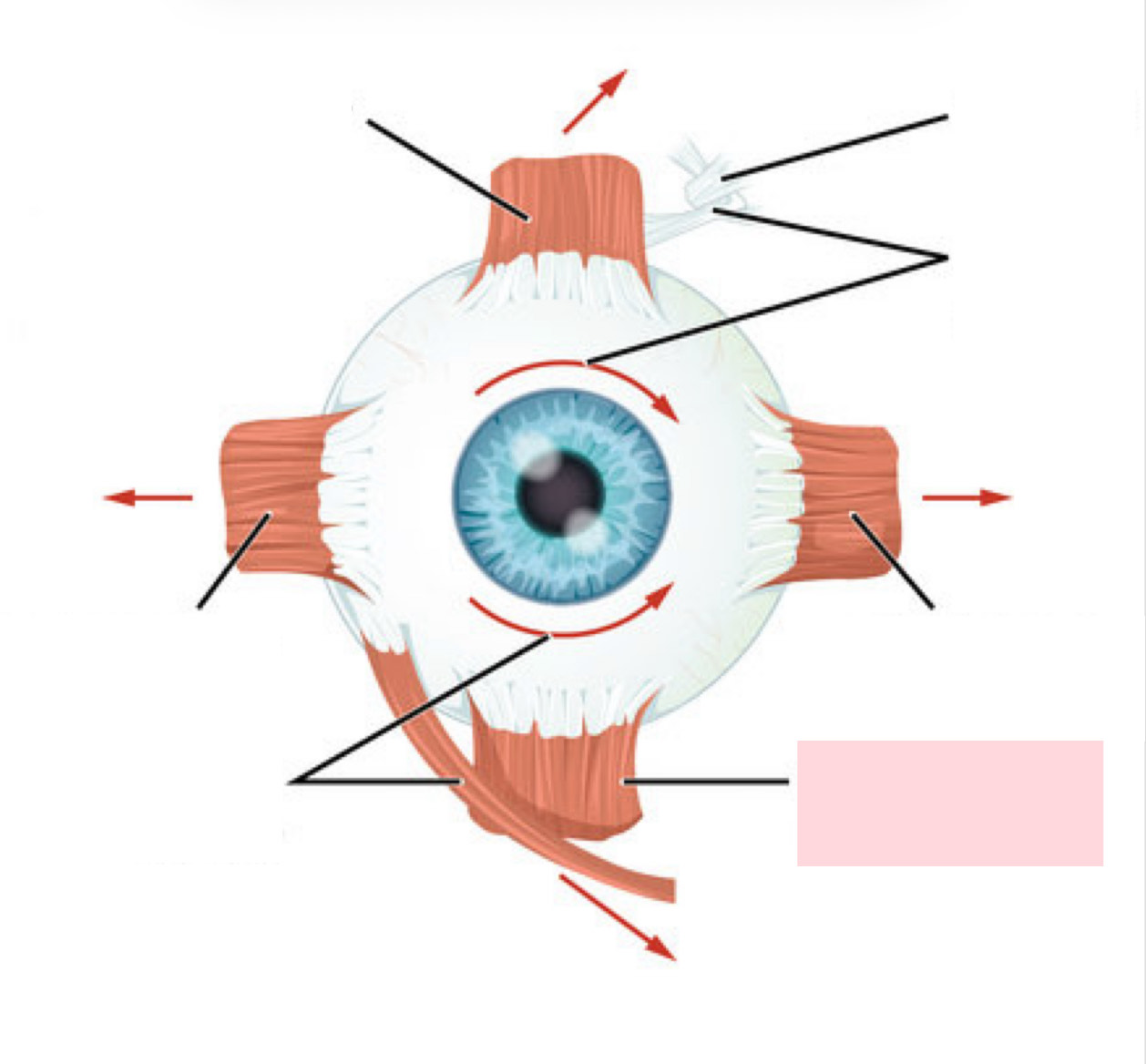 <p>Label the Diagram</p>