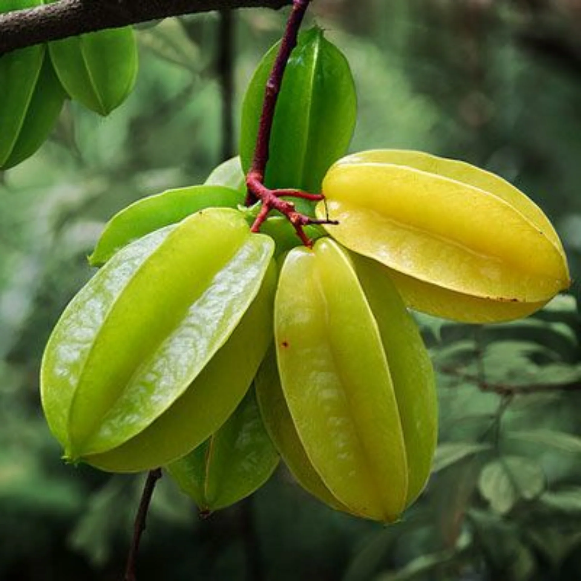 <p>Star fruit</p>