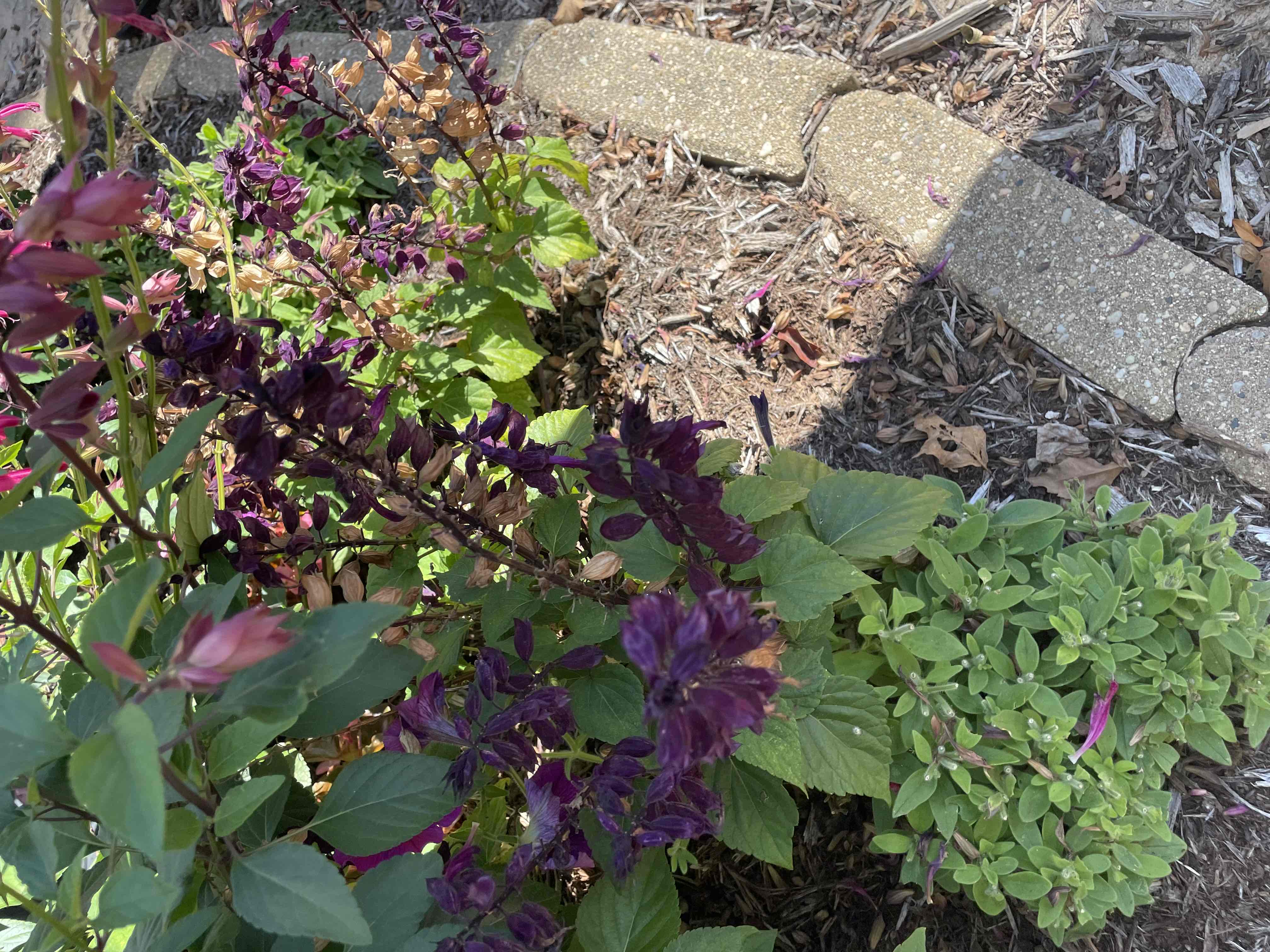 <p>Salvia splendens</p>