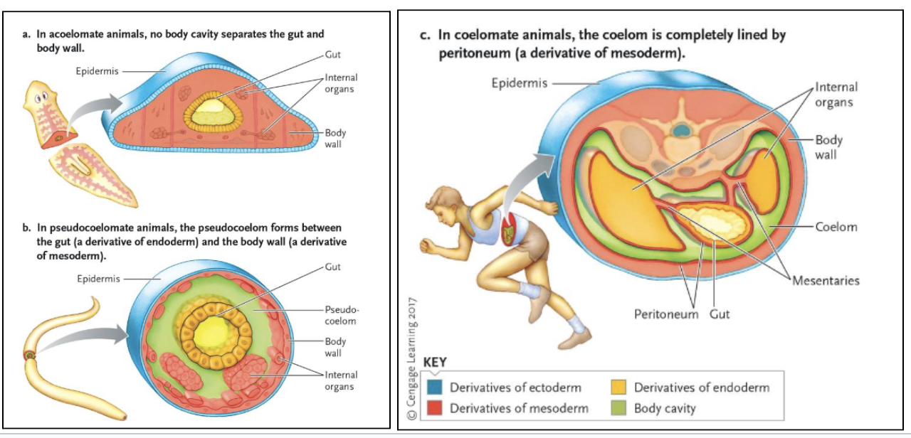 <p>Acoelomate: No cavity enclosing the gut</p><p>Pseudocoelomate: Cavity enclosing the gut lined with mesoderm on outer side</p><p>Coelomate: Gut suspended in cavity lined with mesoderm on both sides</p>