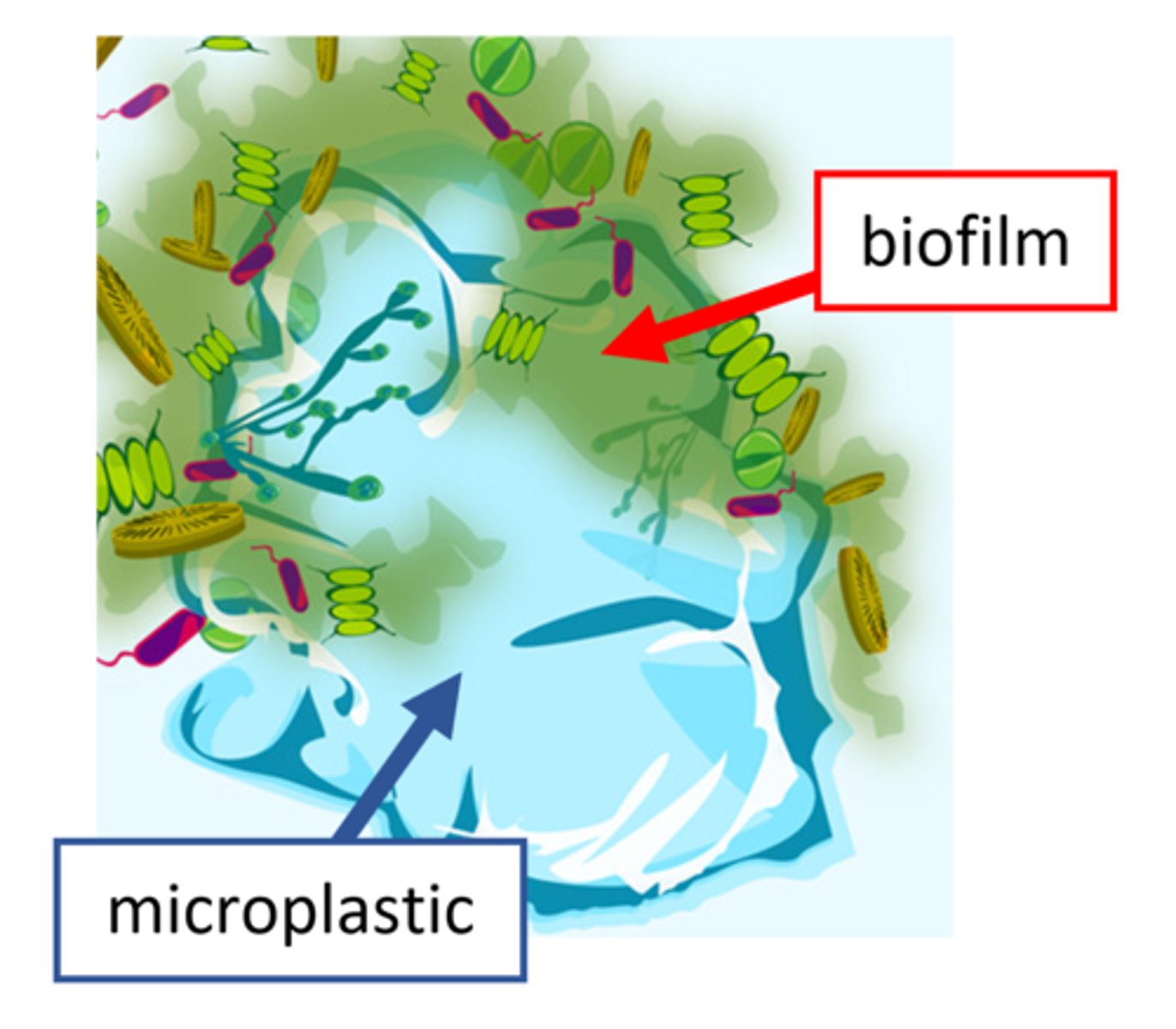 <p>a collection of microorganisms that attach to surfaces & each other to form a colony, which produces a protective gel that's very difficult to penetrate with detergents & disinfectants</p>