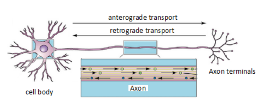 <ul><li><p>carries important material between cell body &amp; axon terminals - </p></li><li><p>Axon contains microtubules:</p><p>allows transport of substances in both directions: </p><ul><li><p>anterograde transport = cell body to terminals, e.g. transmitter </p></li><li><p>retrograde transport = terminals to cell body, e.g. worn-out mitochondria, membrane components </p></li></ul></li></ul><p></p>