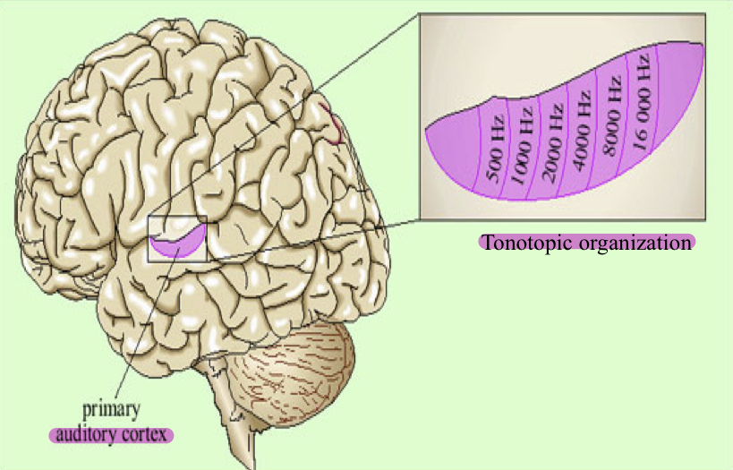 <p>Auditory Cortex</p>