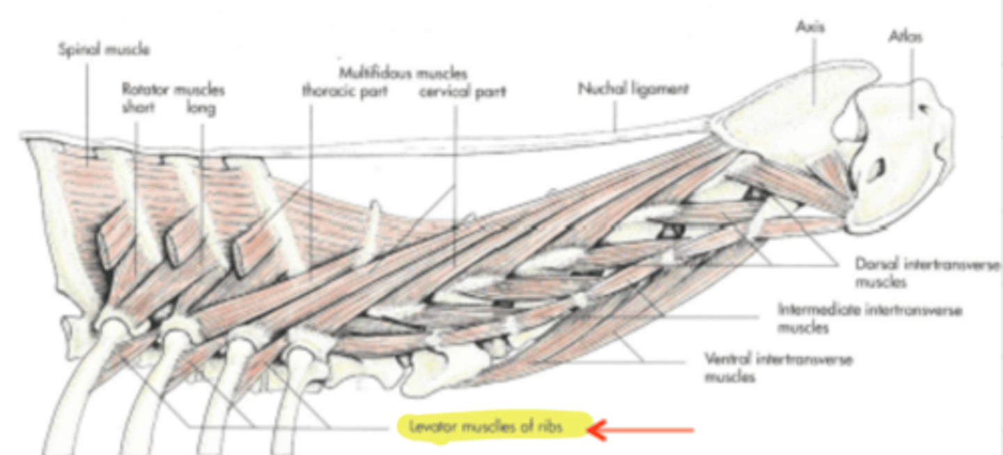 <p><span class="bgP">Innervate :</span>   thoracic spinal nerves</p><p><span class="bgP">function</span> : draws ribs forward and extend the thorax = inspiration process</p><p><span class="bgP">where :</span> transverse process of thoracic vertebrae to cranial border of ribs</p>