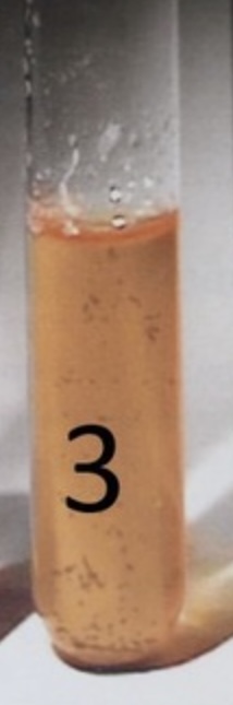 <p><span style="font-size: large;"><span>f the tube is colorless after the addition of nitrate I and nitrate II and then Zn this indicates a…</span></span></p>