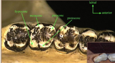 <p>What kind of dentition is this?</p>