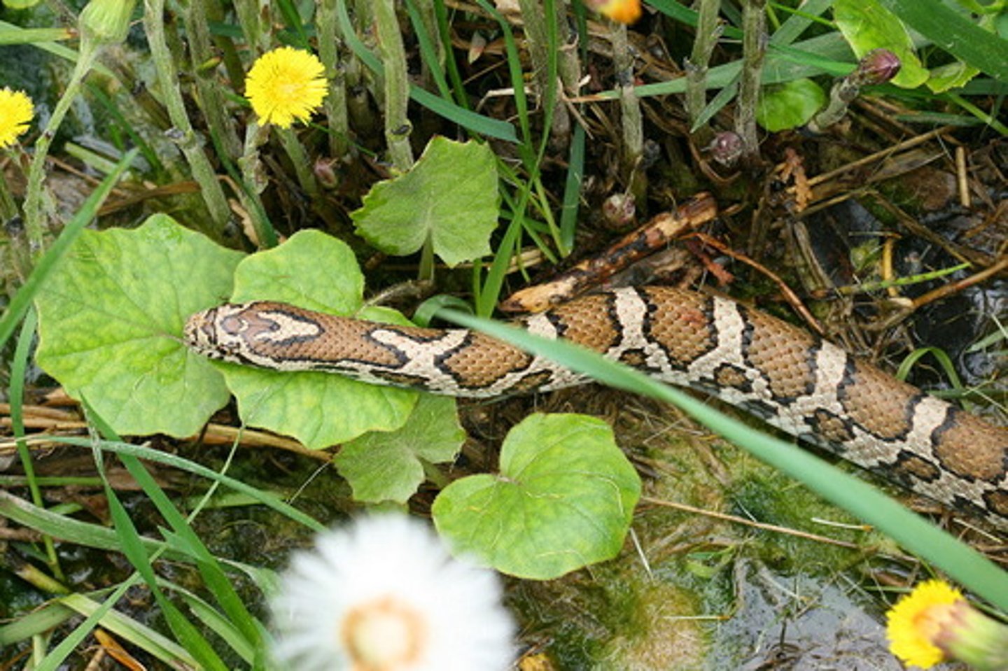 <p>Lampropeltis triangulum</p>