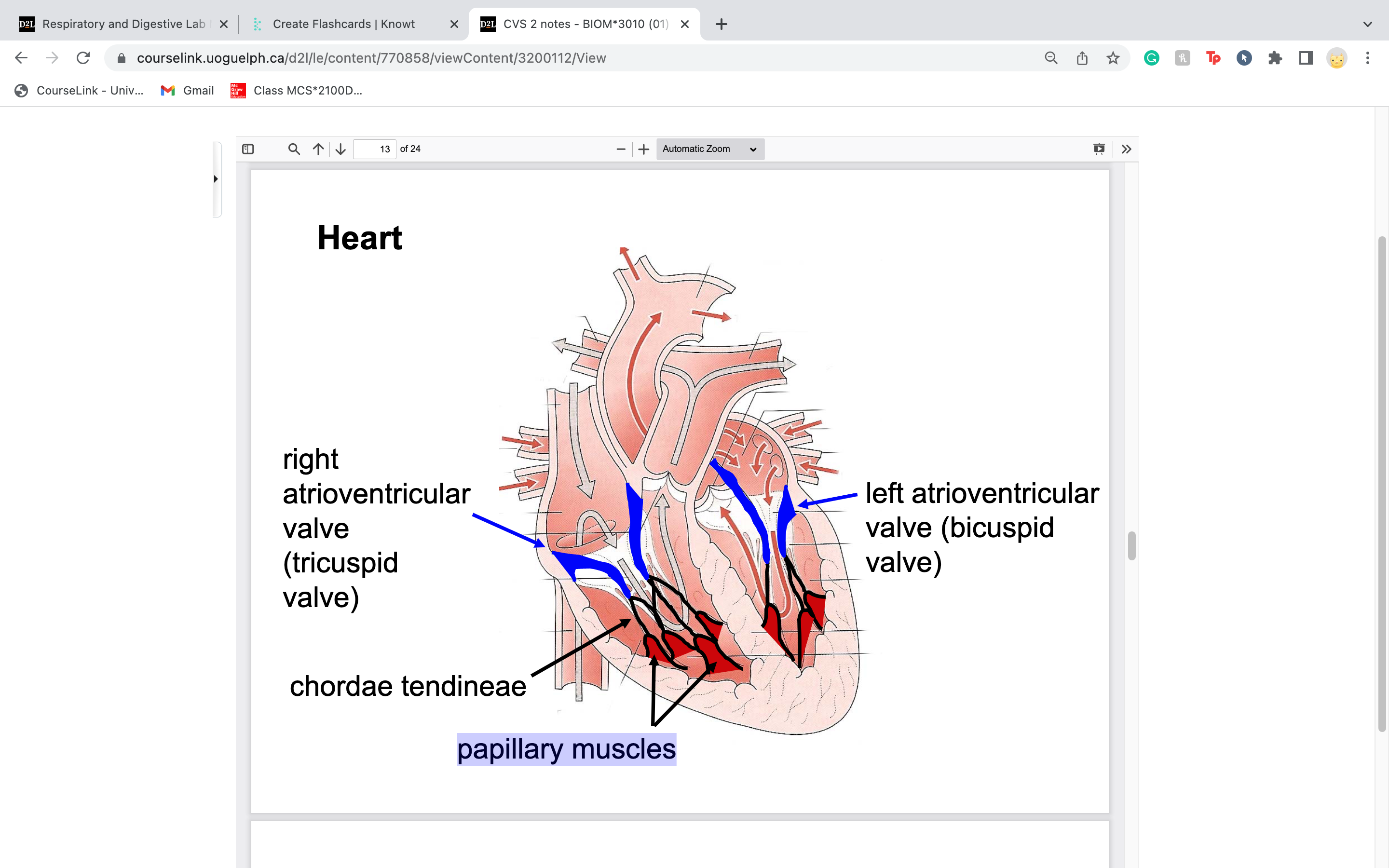 blood goes right before left... (deoxy, then oxy)

divides atrium and ventricle