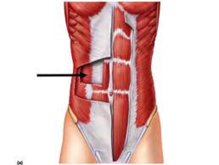 <p>prime function (only one needed to know): compresses abdomen</p>