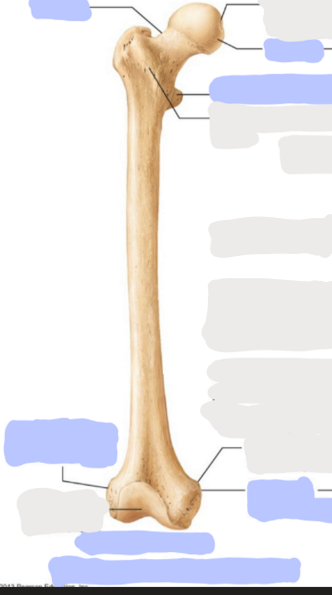 <p>Where is the <strong>Lesser Trochanter </strong>of the Femur?</p>