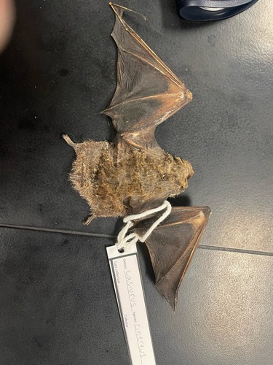 <p>Family: Vespertilionidae</p><p>Genus & Species: Lasiurus cinereus</p>