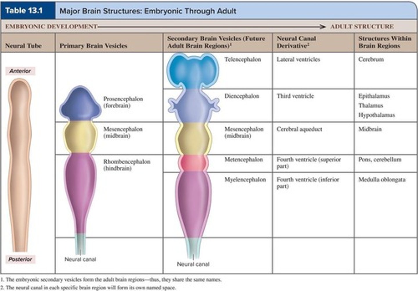 <p>1) Telencephalon, 2) Diencephalon, 3) Mesencephalon, 4) Metencephalon, 5) Myelencephalon.</p>
