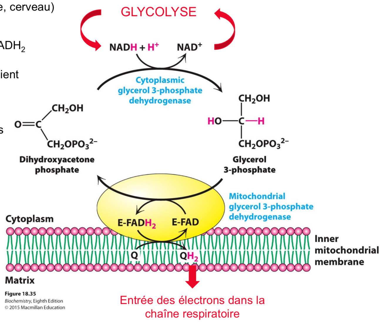 <p>Brain + muscles</p><p></p>
