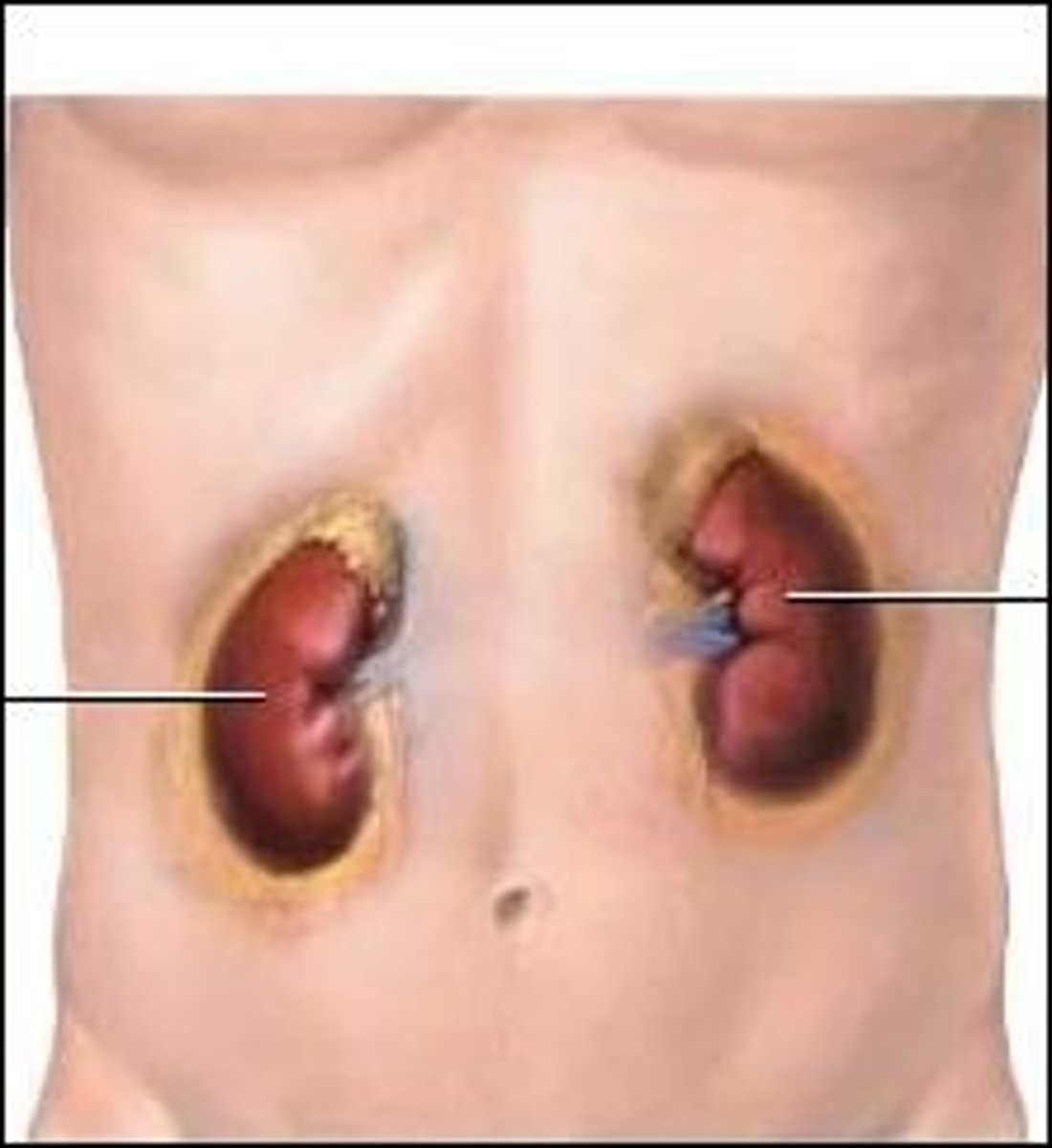 <p>two bean-shaped organs located on each side of the vertebral column on the posterior wall of the abdominal cavity behind the parietal peritoneum. Their function is to remove waste products from the blood and to aid in the maintaining water and electrolyte balances</p>