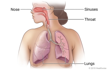 bacterial or viral infection of the nose and/or throat