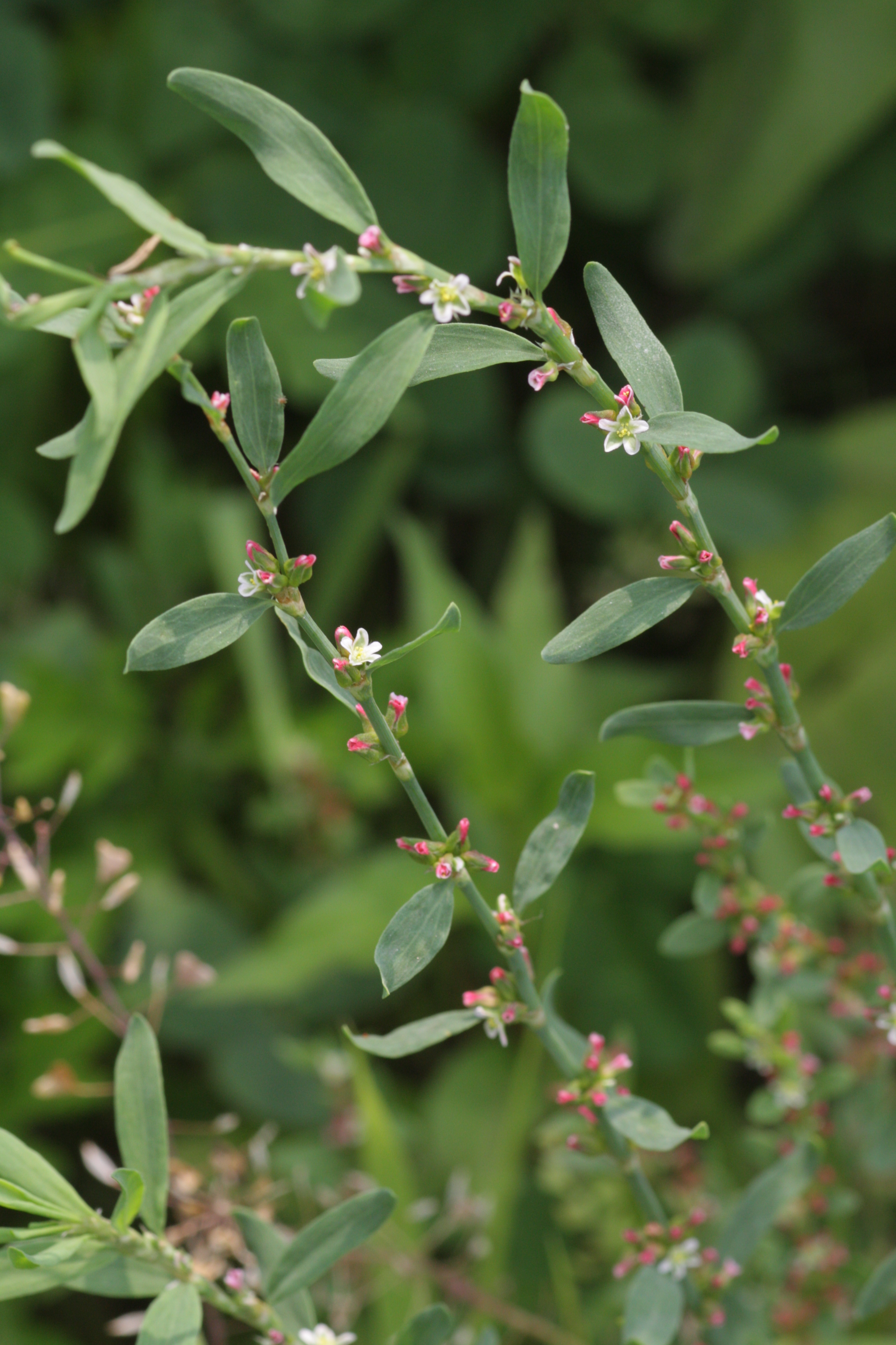 <p>Prostrate Knotweed</p>