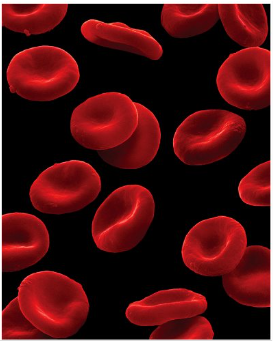 <p>Red blood cells carry oxygen from the lungs to the tissues (high demand). Haemaglobin is the protein which gives blood its red colour and has the role for transporting oxygen around the body</p>