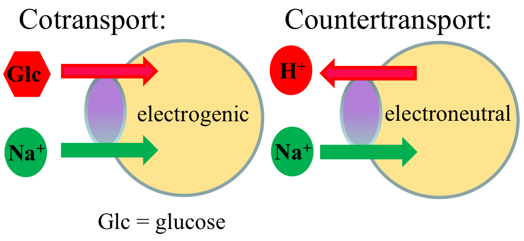 <ul><li><p>electrogenic: transport leads to net movement of electrical charge across membrane</p><ul><li><p>ex. Na<sup>+</sup>/glucose cotransporter: since only (+) charges are moved <span data-name="arrow_right" data-type="emoji">➡</span> net charge movement</p></li></ul></li><li><p>electroneutral: transport doesn’t change overall charge balance</p><ul><li><p>ex. Na<sup>+</sup>/H<sup>+</sup> exchanger: exchange of one (+) charge for another <span data-name="arrow_right" data-type="emoji">➡</span> net charge is same</p></li></ul></li></ul><p></p>