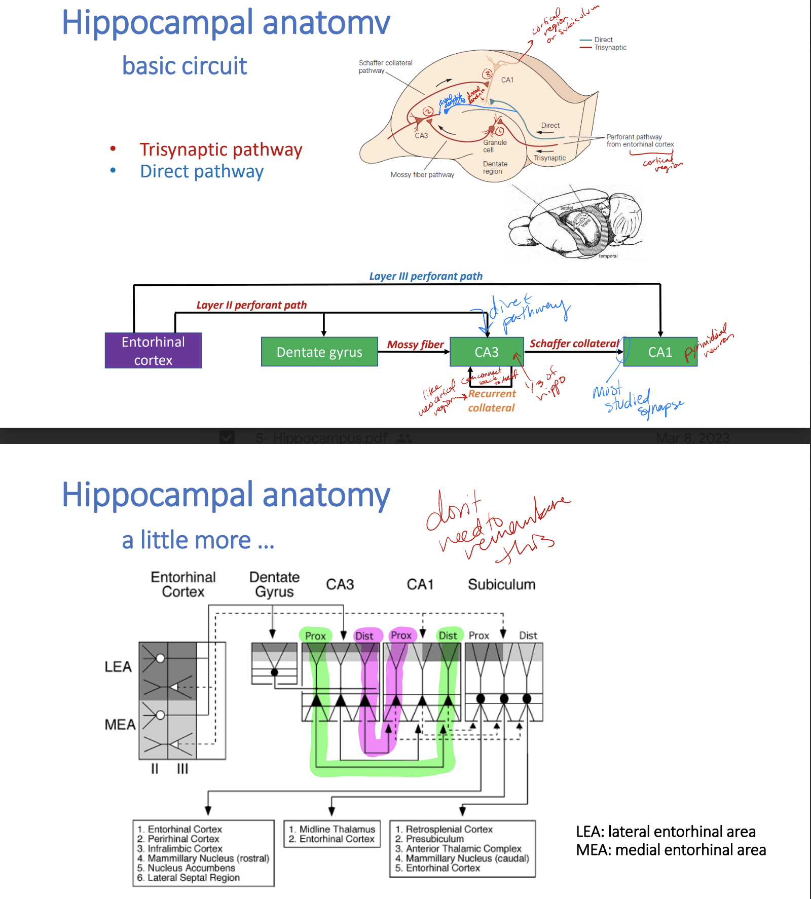 * trisynaptic pathway:
  * entorhinal cortex -layer II perforant path> DG -mossy fiber> CA3 (can connect back to itself: recurrent collateral) -Schaffer collateral> (synapse here most studied) CA1
* direct pathway:
  * entorhinal cortex - layer III perforant path> CA1 __***OR***__
  * entorhinal cortex -layer II perforant path> CA3 (can connect back to itself: recurrent collateral) -Schaffer collateral> (synapse here most studied) CA1
    * skips DG
