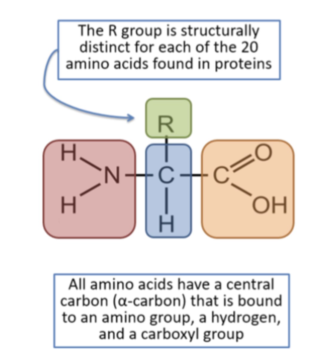 <p>nucleic acids</p>