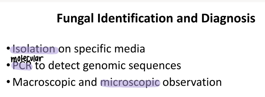 <p>ISOLATE on a media</p><p>molecular (PCR) to detect genomic sequences </p><p>microscope hehe </p><p></p>