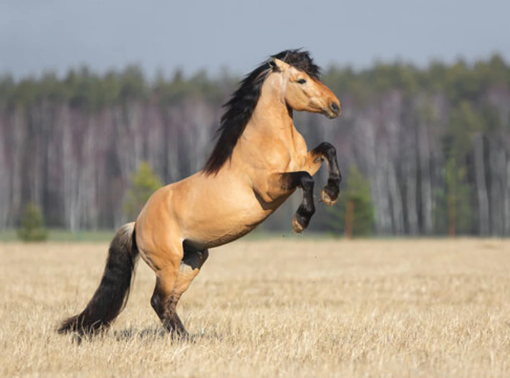 <p><span>Tan body, of various shades, with black mane, tail and legs</span></p>