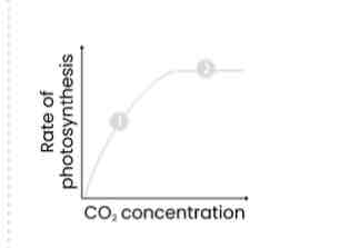 <p>Describe and explain how CO2 concentration affects rate of photosynthesis</p>