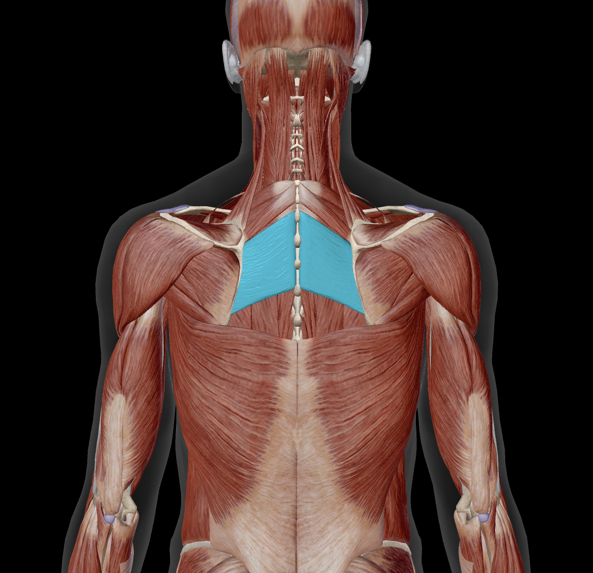 <p>distal attachment?</p>