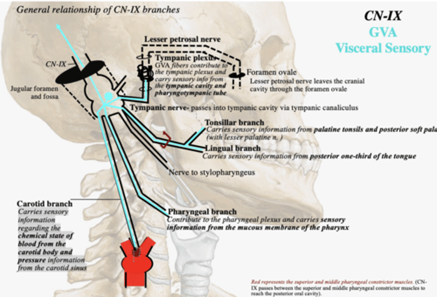 <p>pharyngeal branch</p>