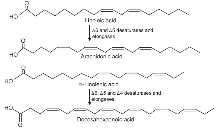 <p>Linoleic acid can synthesize aracidonic acid</p>