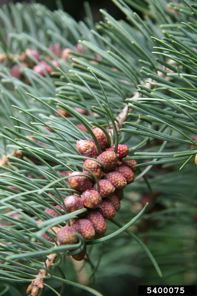 <p> Yellowish-green to bluish-green leaves in young trees turning whitish with age. Cones are purplish, olive-green or dark yellowish-green. Cylindrical, 2 to 5 1/2 inches long.</p>