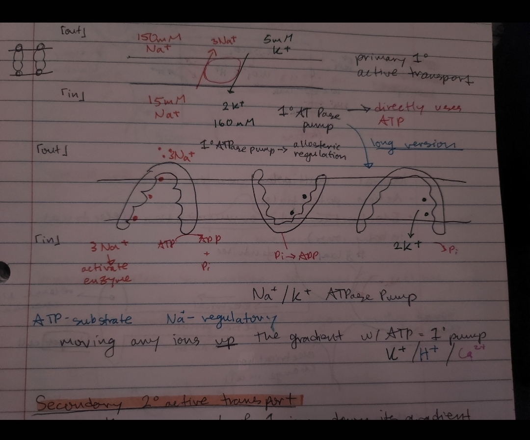 <ol><li><p>3Na+ out the cell, goes into cell thru membrane, ATP turns into ADP and Pi</p><ol><li><p>Na+ is the active enzyme</p></li></ol></li><li><p>There is 2K+ in the membrane, with ADP and Pi</p></li><li><p>2K+ goes out the membrane into the cell, with Pi</p></li></ol><p></p><ul><li><p>Na+/K+ ATPase pump</p></li></ul><p></p>