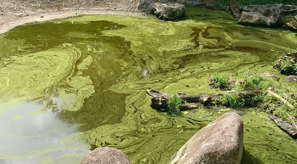 <p>to much phosphorous and too much nutrients in a system</p>