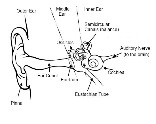 <p>cochlea</p>