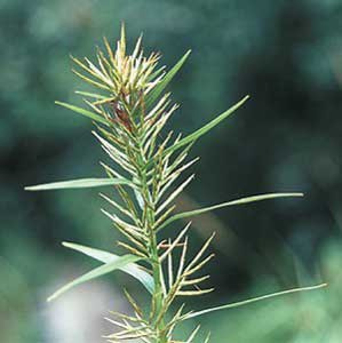 <p>Dulichium arundinaceum</p>