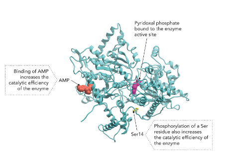 <p><strong>A:</strong> Controls glucose release from glycogen in liver and muscle, regulating energy needs (Figure 7.4).</p>