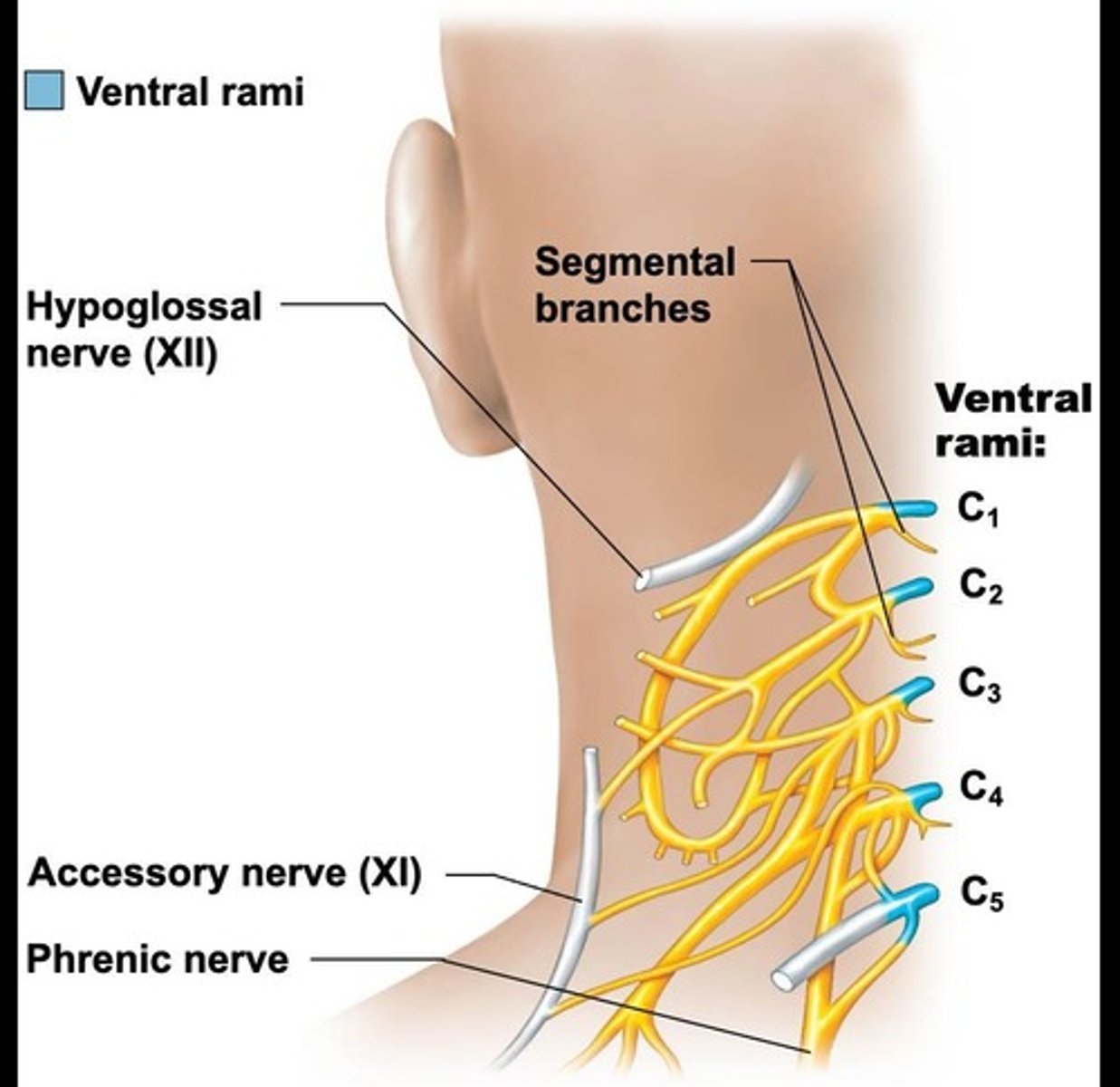 <p>Nerve network from C1-C5, serves neck and shoulder.</p>