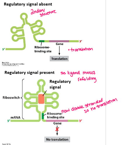 <p>both prok and euk (not animals), cis, transcription and translation</p><p>Signal binds within the secondary structure changing the shape of the 5’ UTR, can either prevent or cause expression</p><p>Transcription- in prok and acts as attenuation</p><p>Translation- prok or euk and affects accessibility of ribosome’s binding site (5’ cap in euk and shine dalgarno in prok)</p>