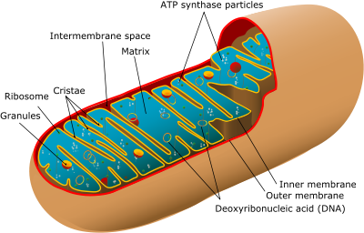 - Has a double membrane
- Inner membrane is folded to form cristae, inside this is the matrix, which contains enzymes involved in respiration
- Site of aerobic respiration to produce ATP