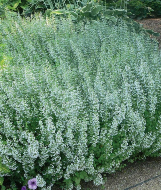 <p>Lilac to white</p><p>Full sun</p><p>Ground cover</p>