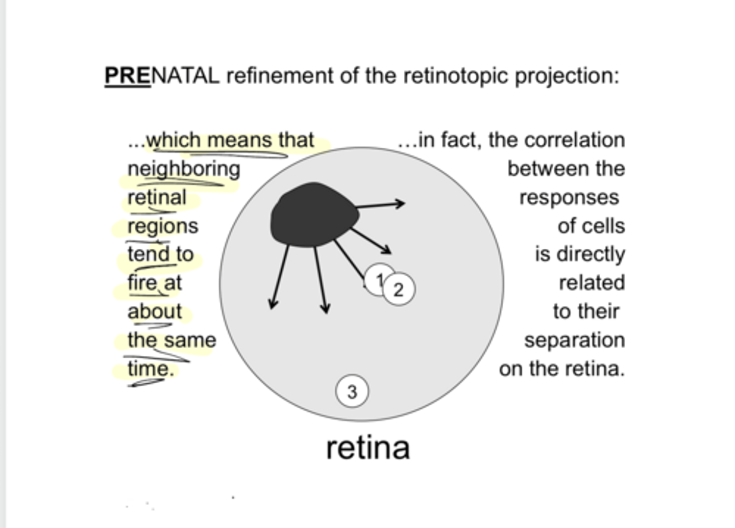 <p>The correlation between the responses of cells is directly related to their ____ on the retina</p>