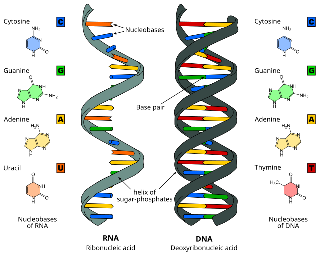 <p>Stores genetic info that controls cell and whole organism -&gt; transmits inherited information from one cell/generation to another via cell division and reproduction. Nucleus and double stranded. Thymine not Uracil.</p><p>&nbsp;</p>