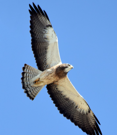 <p>What bird is this? </p>