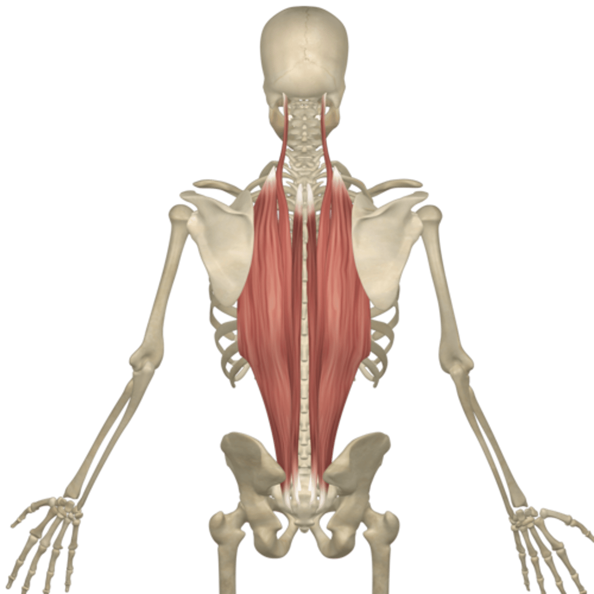 <p>What Muscle Is Highlighted?</p>