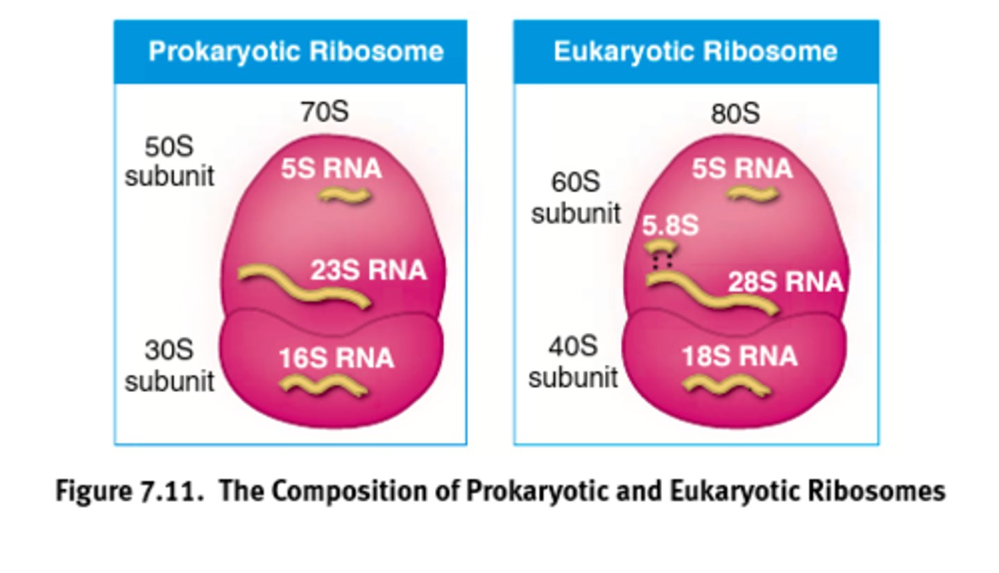 <p>Ribosomal sub-weight</p><p>(Two domains)</p>