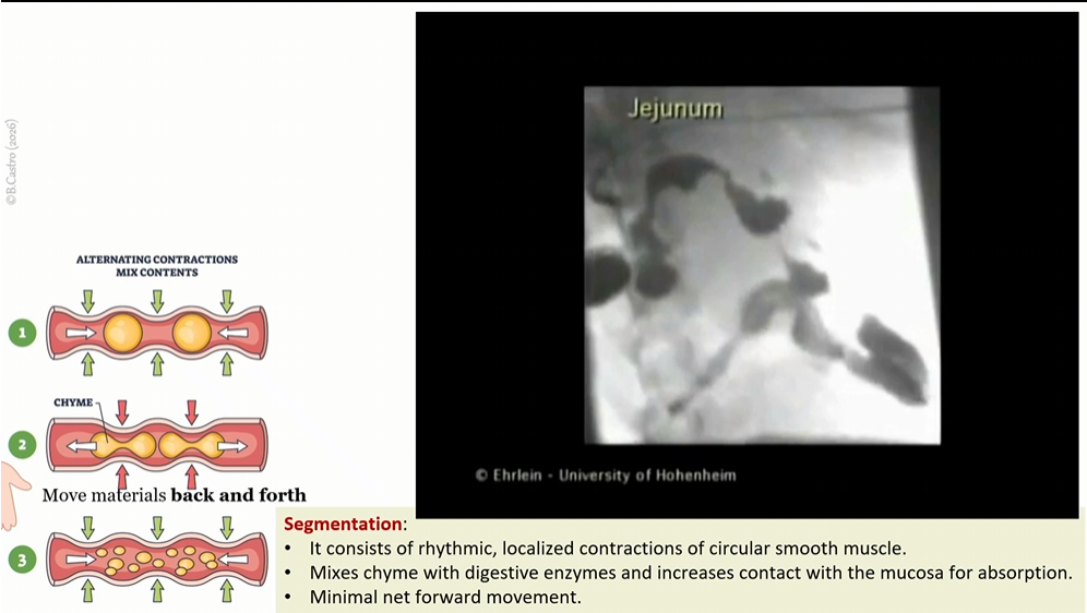 <p>in small intestine, rhythmic contractions of circular smooth muscle</p><p></p><p>mixes chyme with digestive enzymes and increases contact with mucosa for absorption. </p><p></p><p>minimal net forward movement </p>